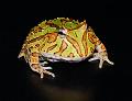 002 - Fantasy Frog